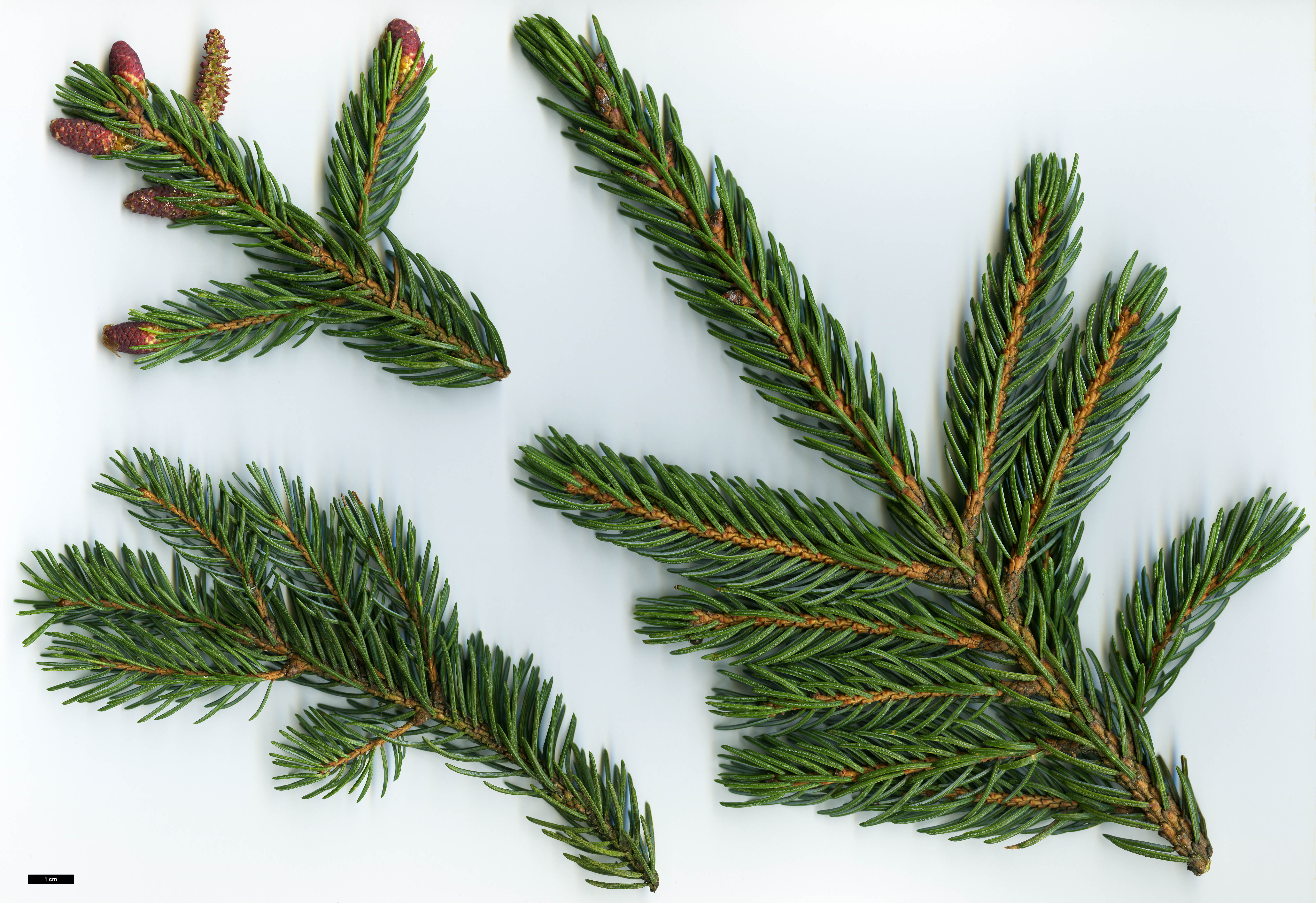 High resolution image: Family: Pinaceae - Genus: Picea - Taxon: alcoquiana - SpeciesSub: var. reflexa